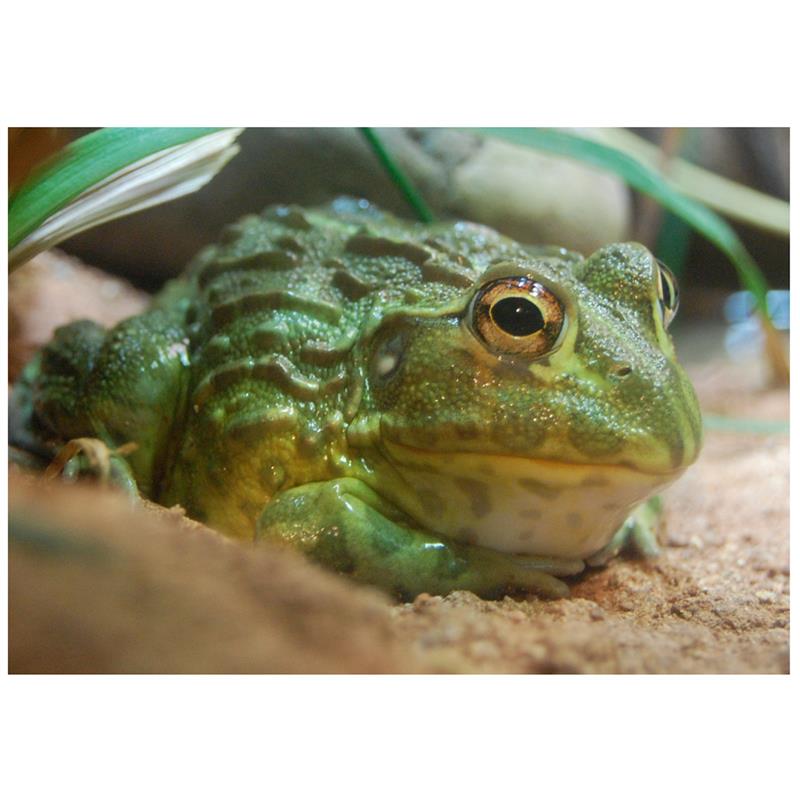 Broscoiul african Pyxicephalus adspersu - imagine 4